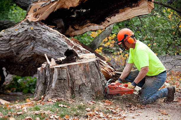 Best Tree Disease Treatment  in La Marque, TX