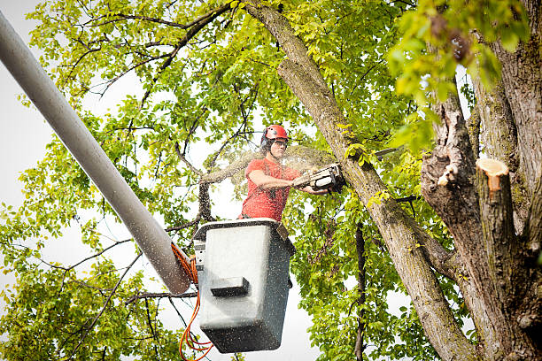 Professional  Tree Services in La Marque, TX