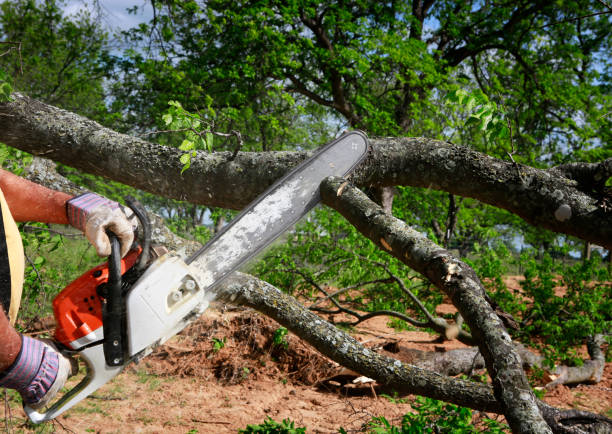 Best Storm Damage Tree Cleanup  in La Marque, TX